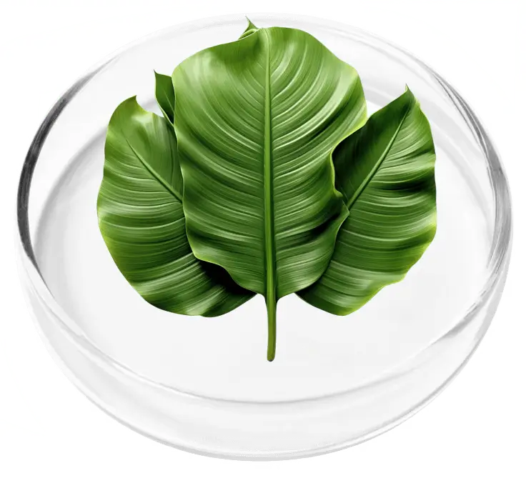 Banana Leaf Extract Ingredient in Glass Dish