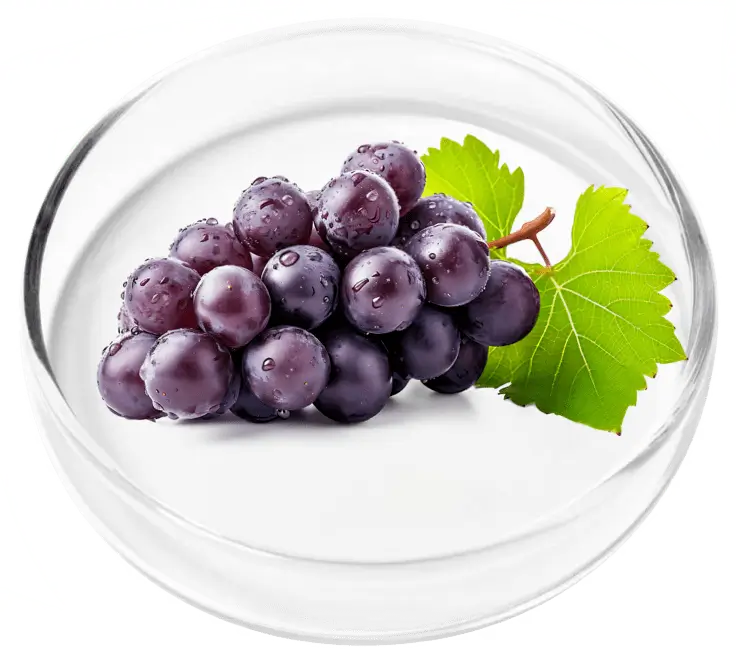 Grape Seed Extract Ingredient in Glass Dish