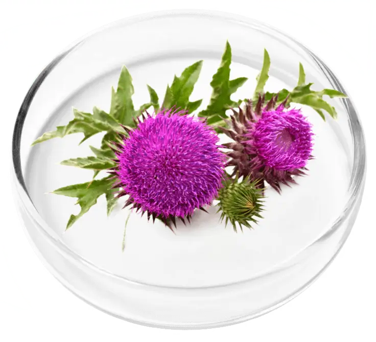 Milk Thistle Flower Ingredient in Glass Dish