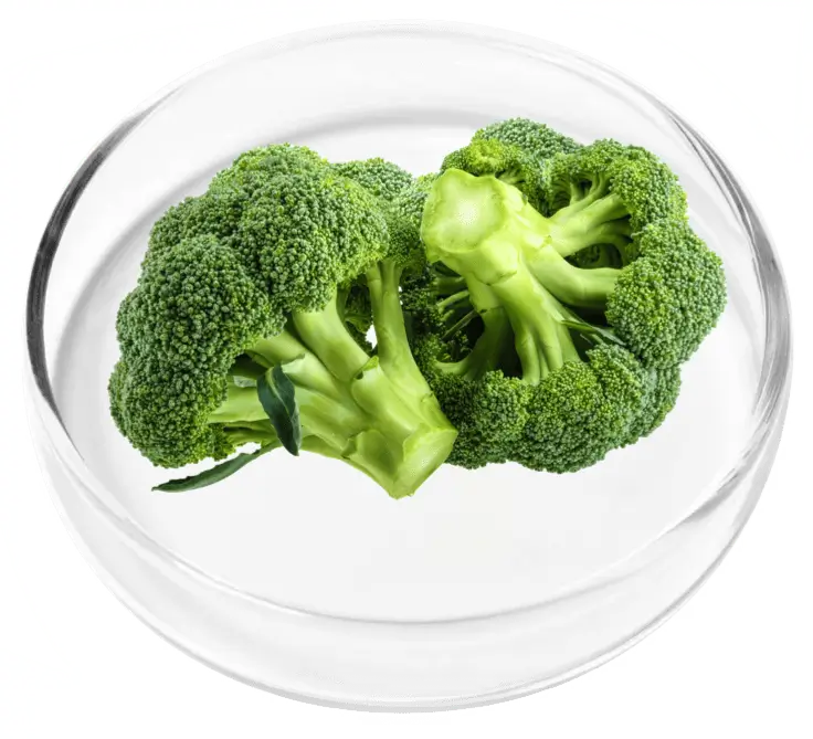 Broccoli Extract Ingredient in Glass Dish