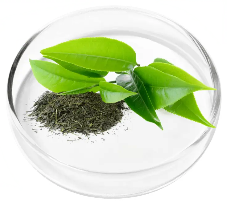 Green Tea Leaves and Powder Ingredient in Glass Dish